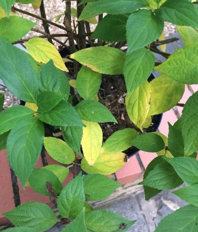 气凉爽一些, 如果盆栽绣 气凉爽一些, 如果盆栽绣