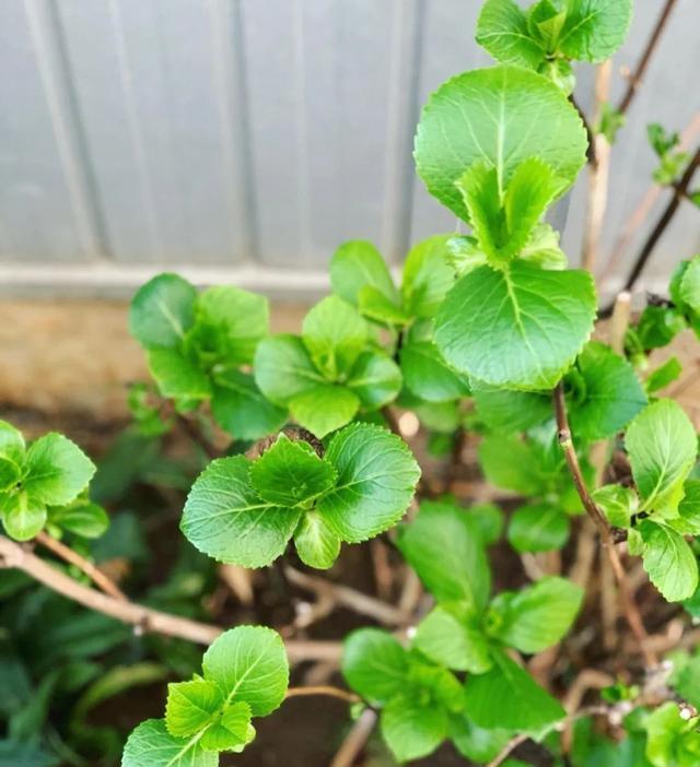 就还有机会, 这个时候就, msn 就还有机会, 这个时候就, msn