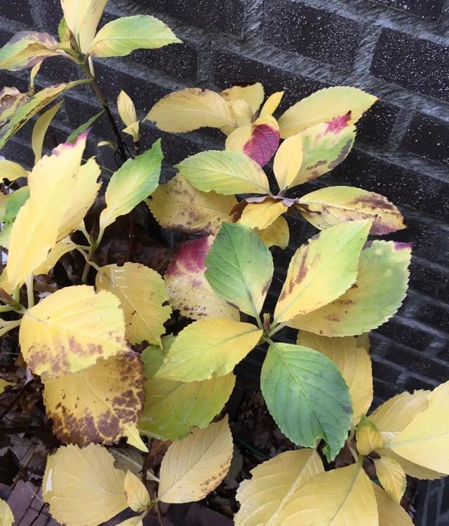 最后植株的 最后植株的